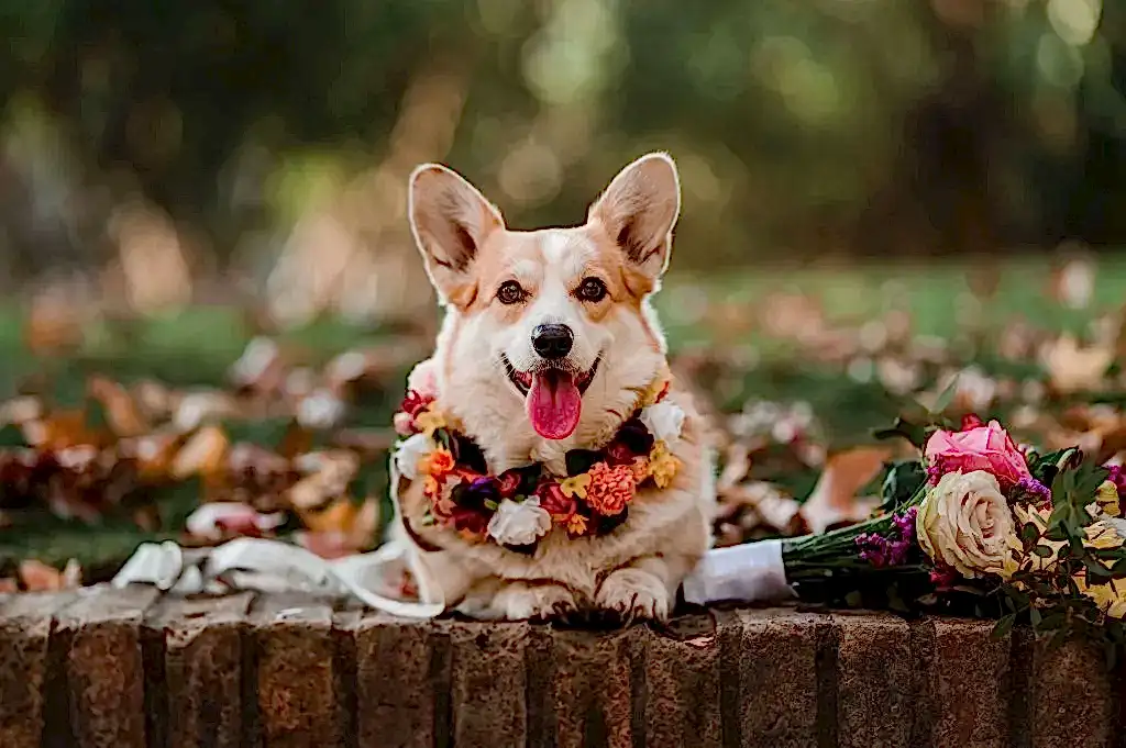 corgi